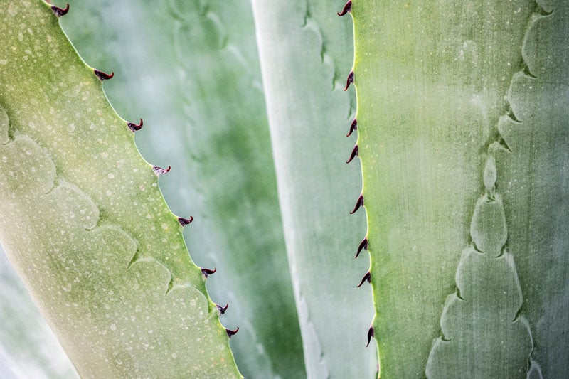 Aloe Vera facial benefits