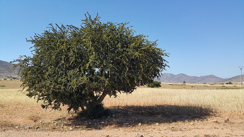 argan oil for skin