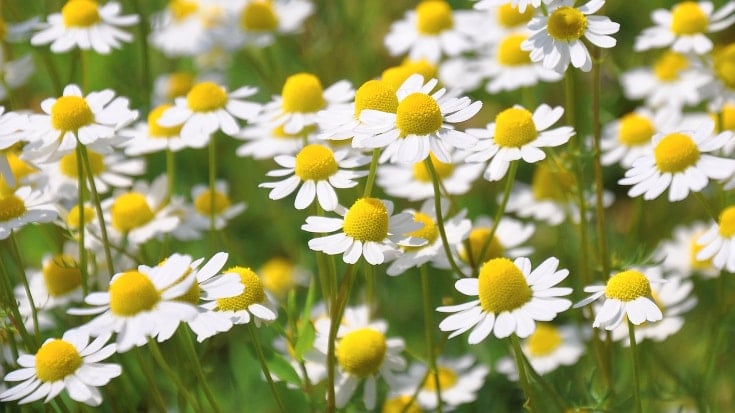 chamomile flowers