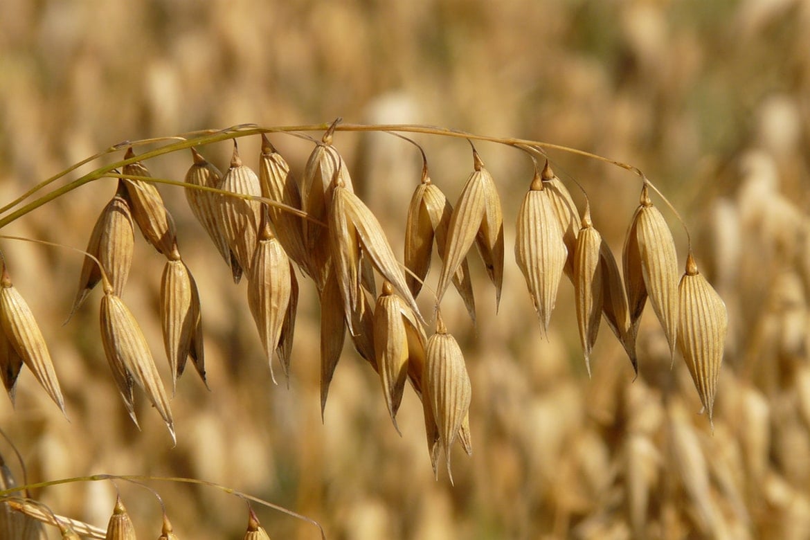 colloidal oatmeal in skincare