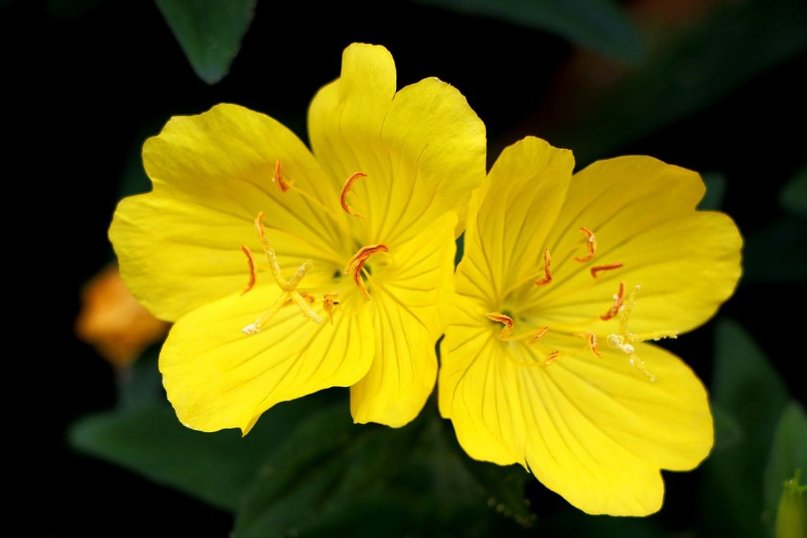 evening primrose oil in skincare