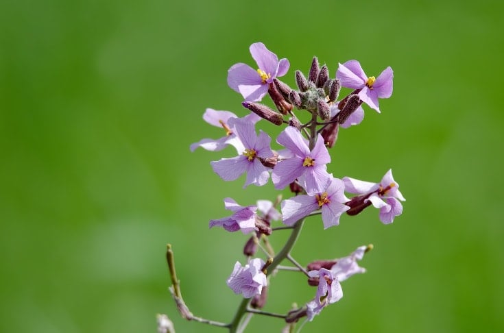 lavender oil in skincare