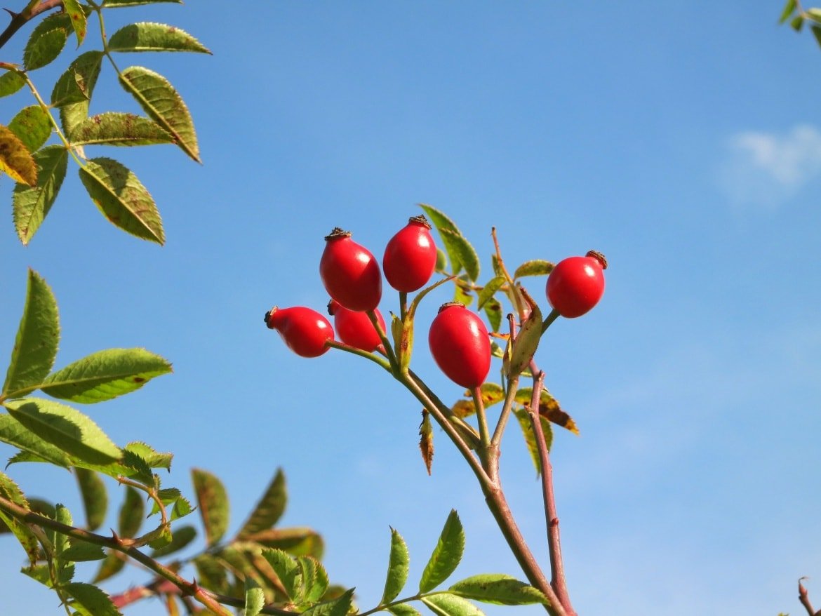 rosehip oil skincare benefits