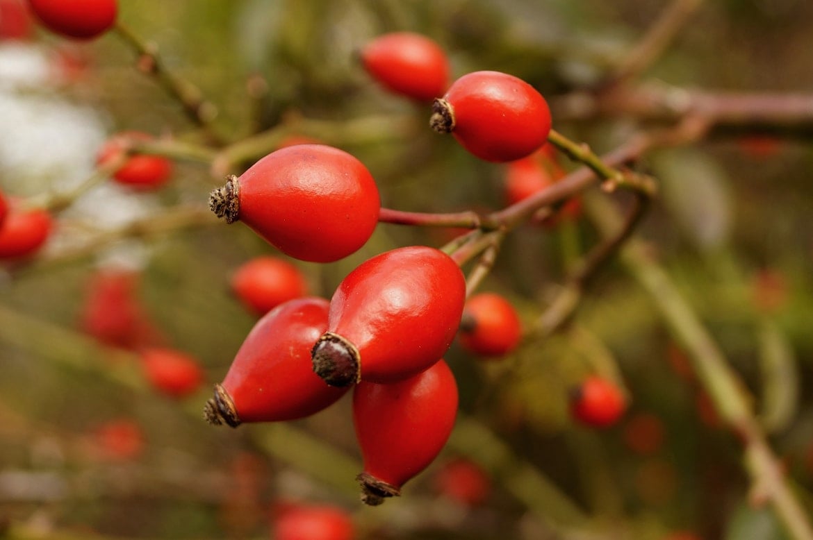 use rosehip oil